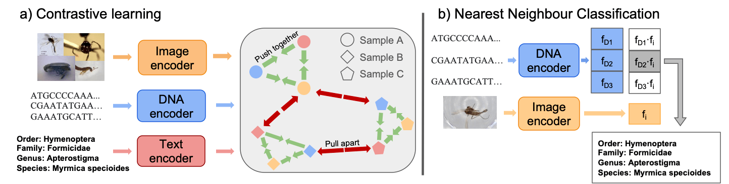 BIOSCAN-CLIP method overview