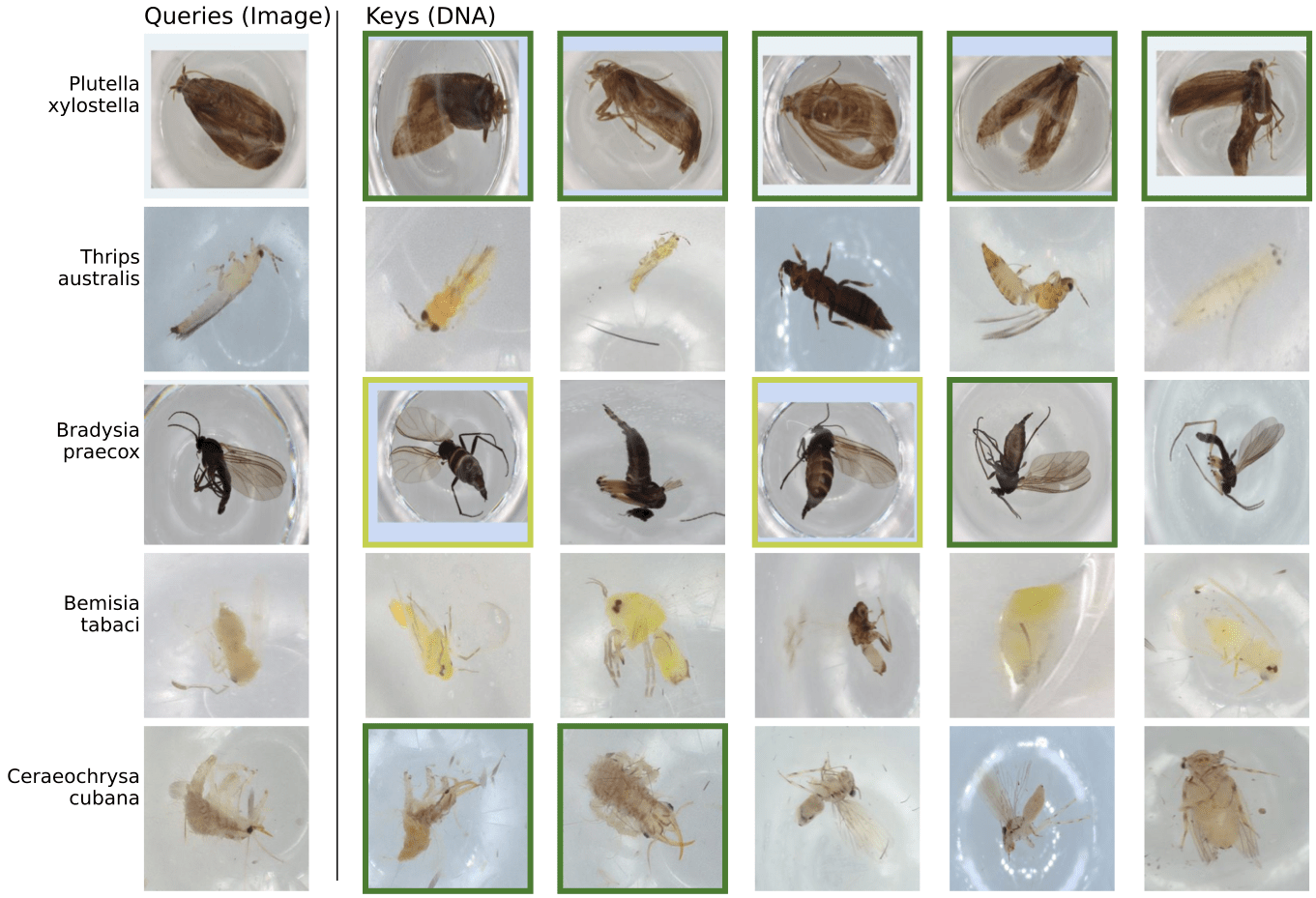 Examples of retrieving from image to DNA